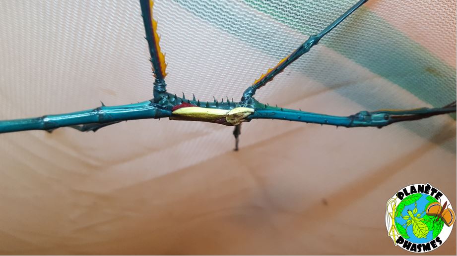 Œufs Achrioptera manga (x30)