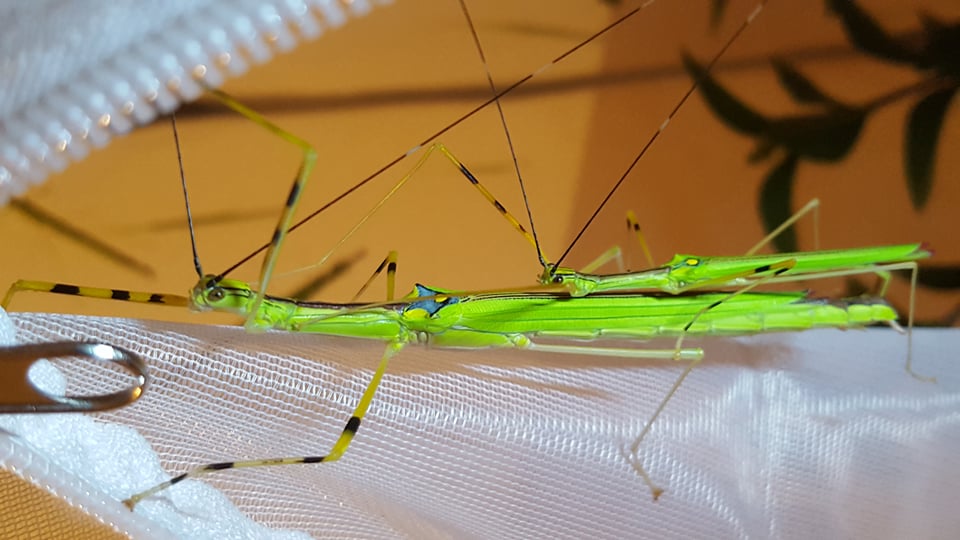 Phasmes Anarchodes annulipes