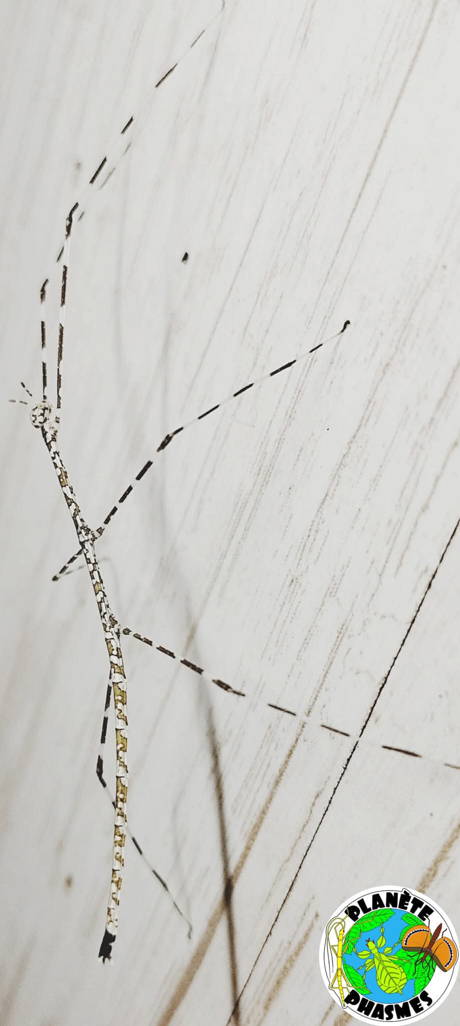 Oeufs Ramulus togianense (x30)