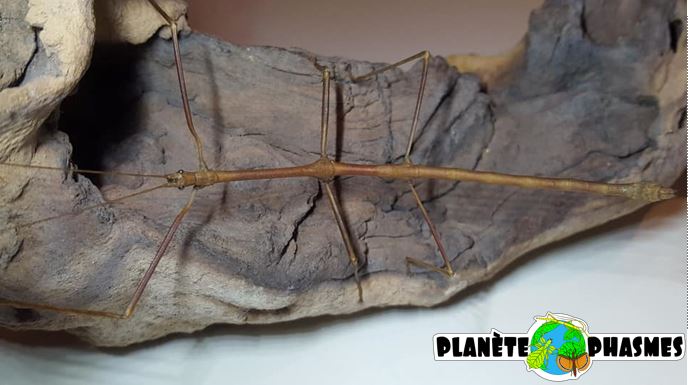 Œufs Hermagoras foliopeda (x30)