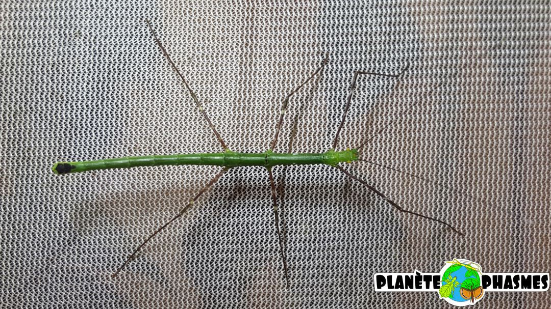 Œufs Myronides glaucus (x30)