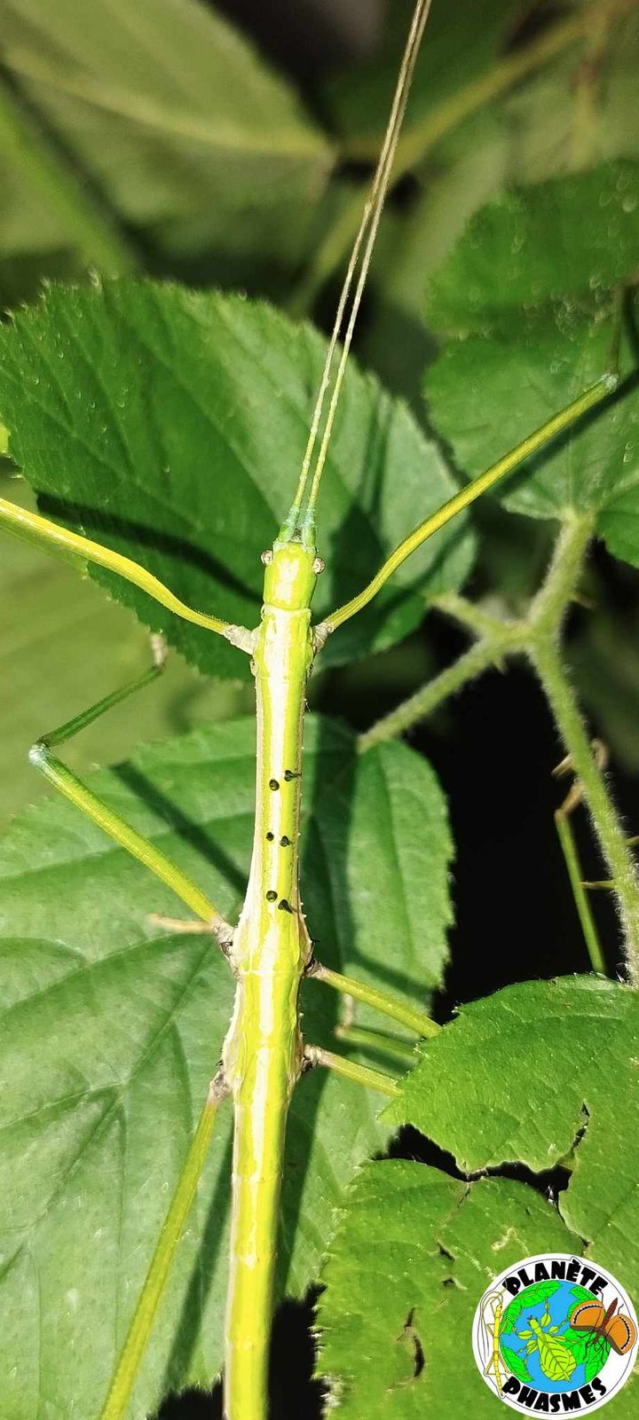 Œufs Paramenexenus laetus (x30)