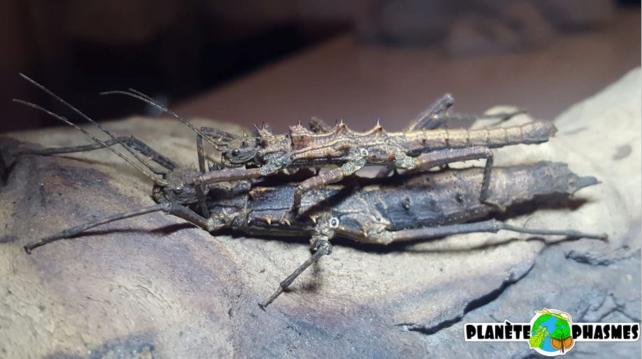 Planète phasmes - Tisamenus sp "Cagayan" - Couple adulte