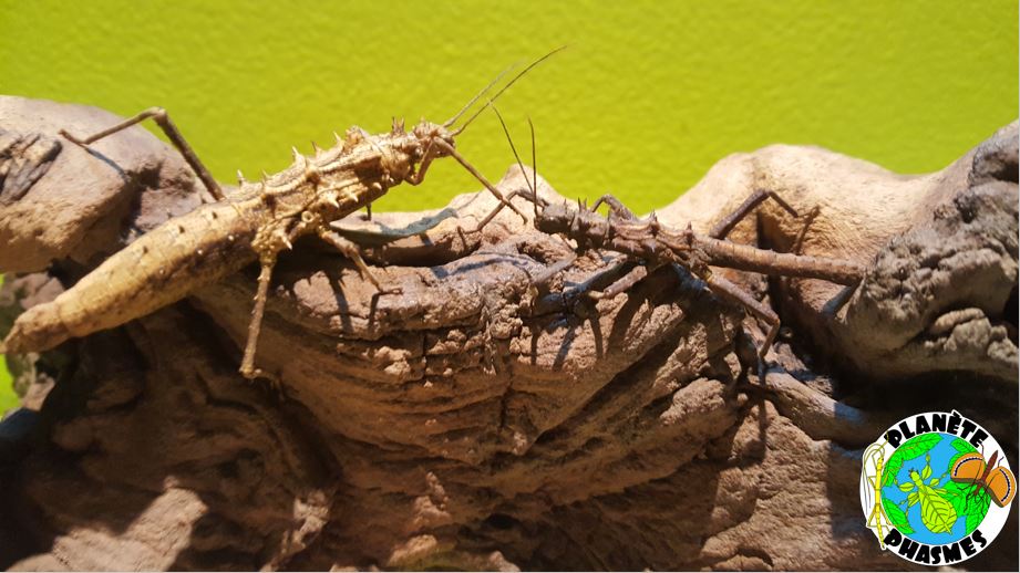 Planète phasmes - Tisamenus sp "Cagayan" - Couple adulte