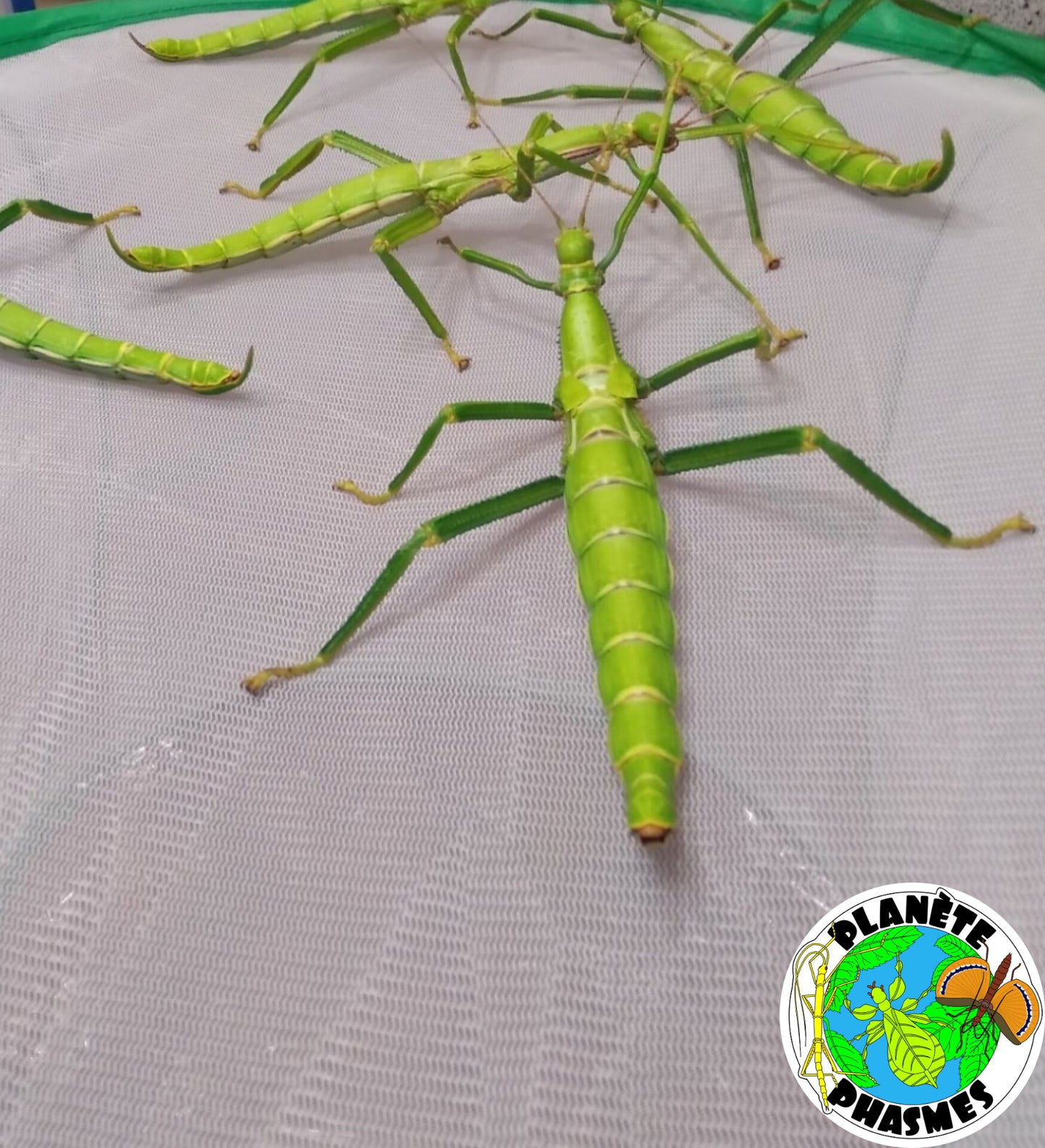 Œufs Diapherodes gigantea"Grenada Island" (x30)