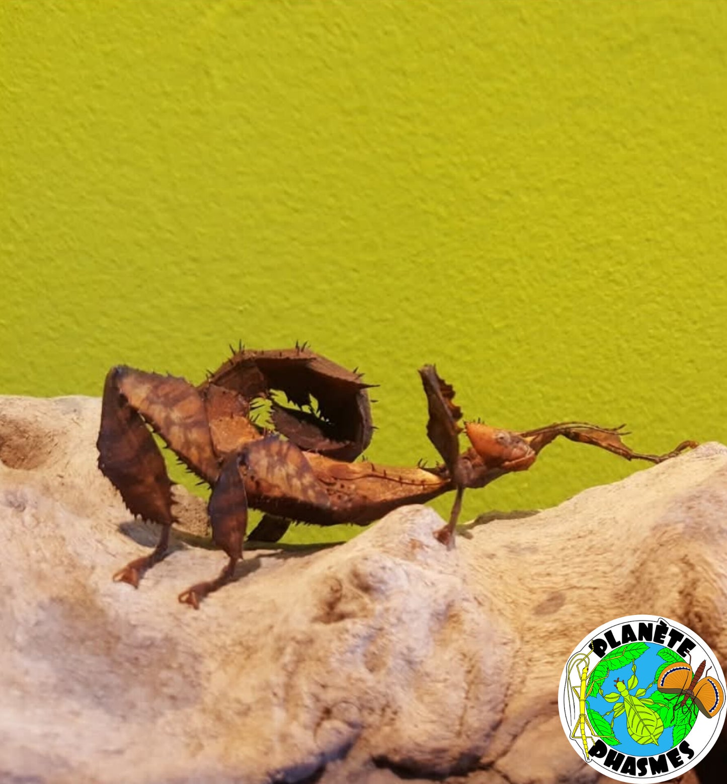 Œufs Extatosoma tiaratum (x30)