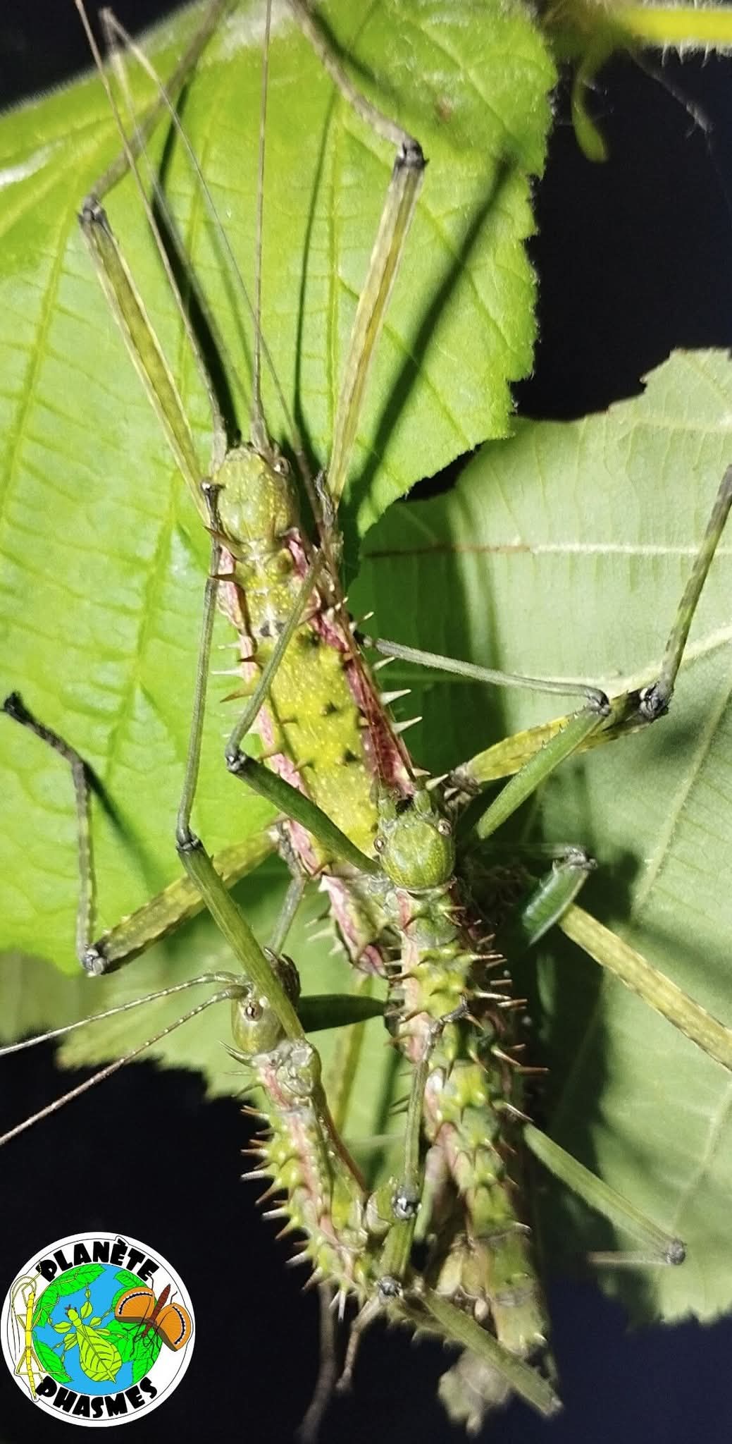 Œufs Spinohirasea bengalensis (x30)