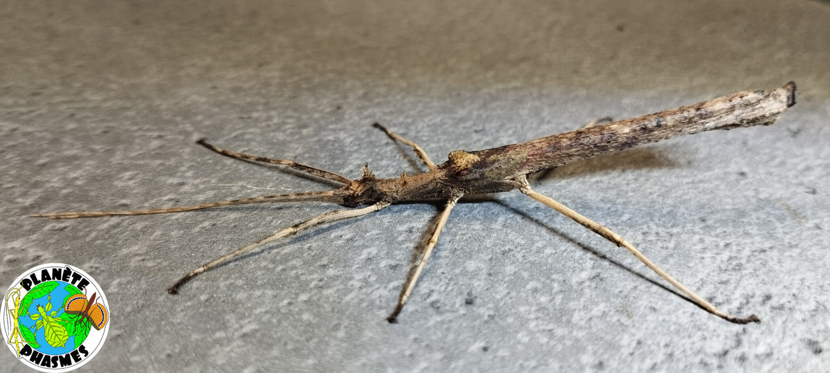 Œufs Creoxylus spinosus (x30)