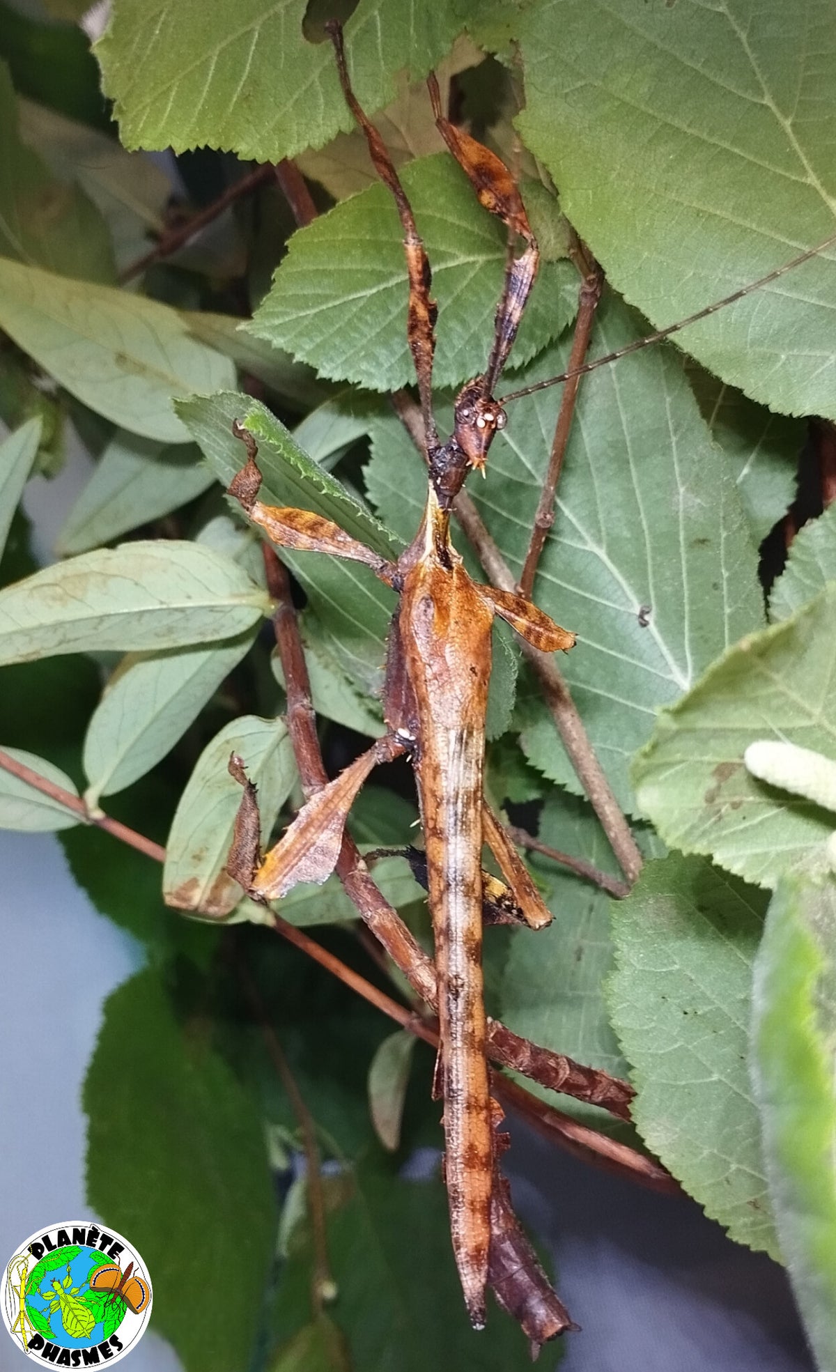 Œufs Extatosoma tiaratum (x30)