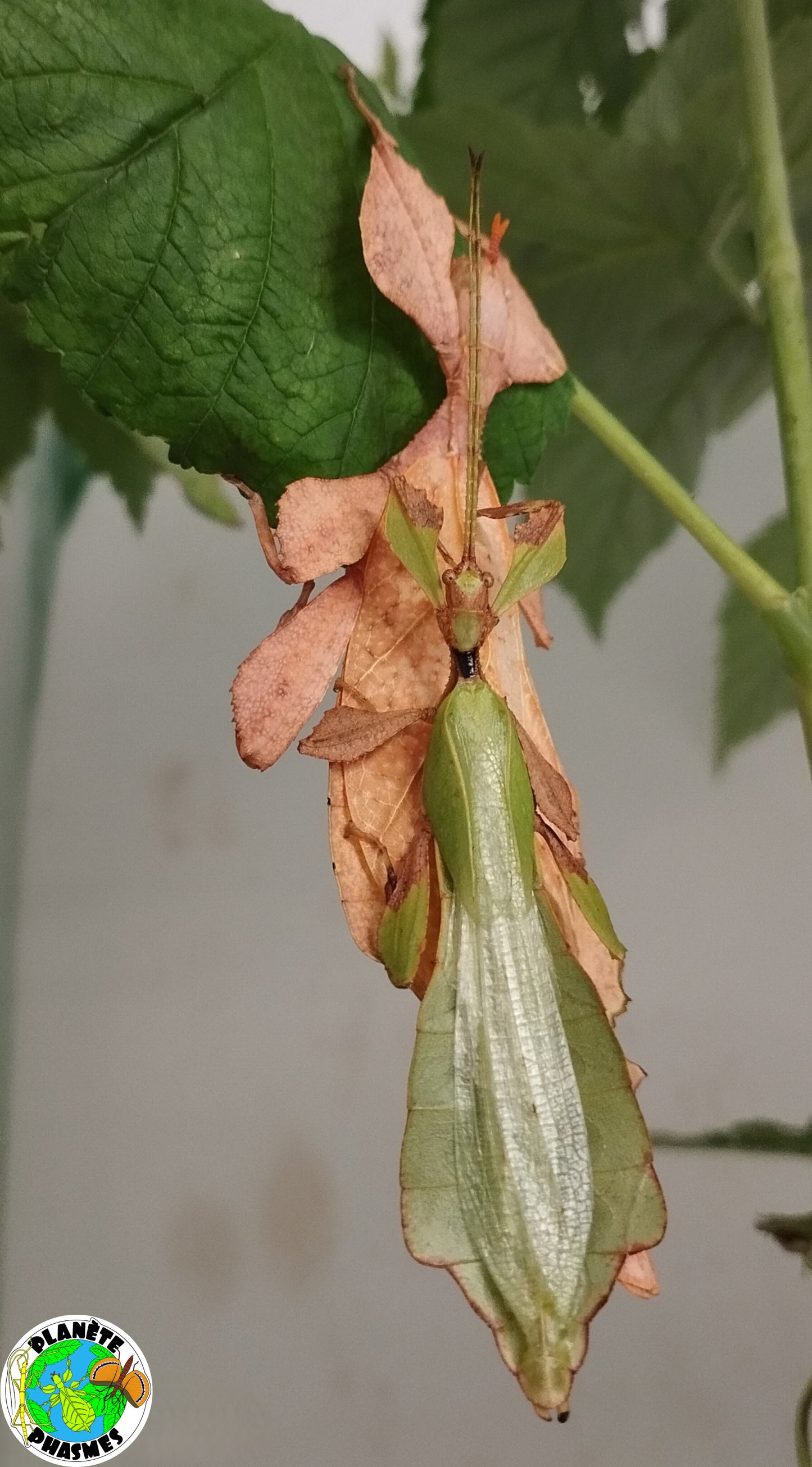 Œufs Phyllium ericoriai (x30)