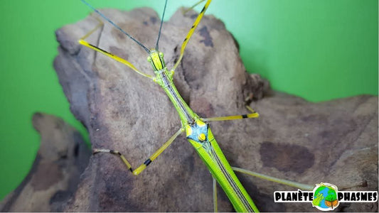 Œufs Anarchodes annulipes (x30)