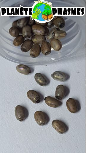 Planète phasmes - Myronides glaucus - Œufs 