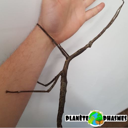 Planète phasmes - Tirachoidea jianfengligensis - Femelle adulte - Insecte géant 