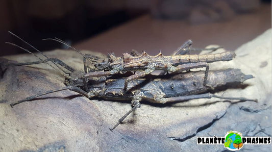 Planète phasmes - Tisamenus sp "Cagayan" - Couple adulte