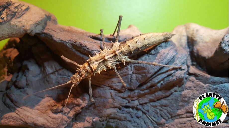 Planète phasmes - Tisamenus sp "Cagayan" - Femelle adulte