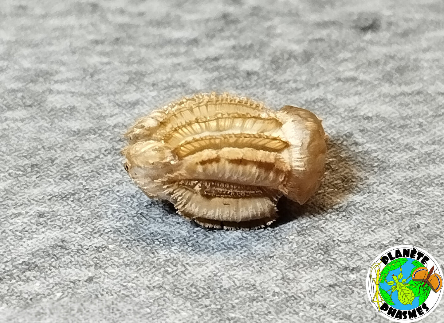 Œufs Phyllium ericoriai (x30)