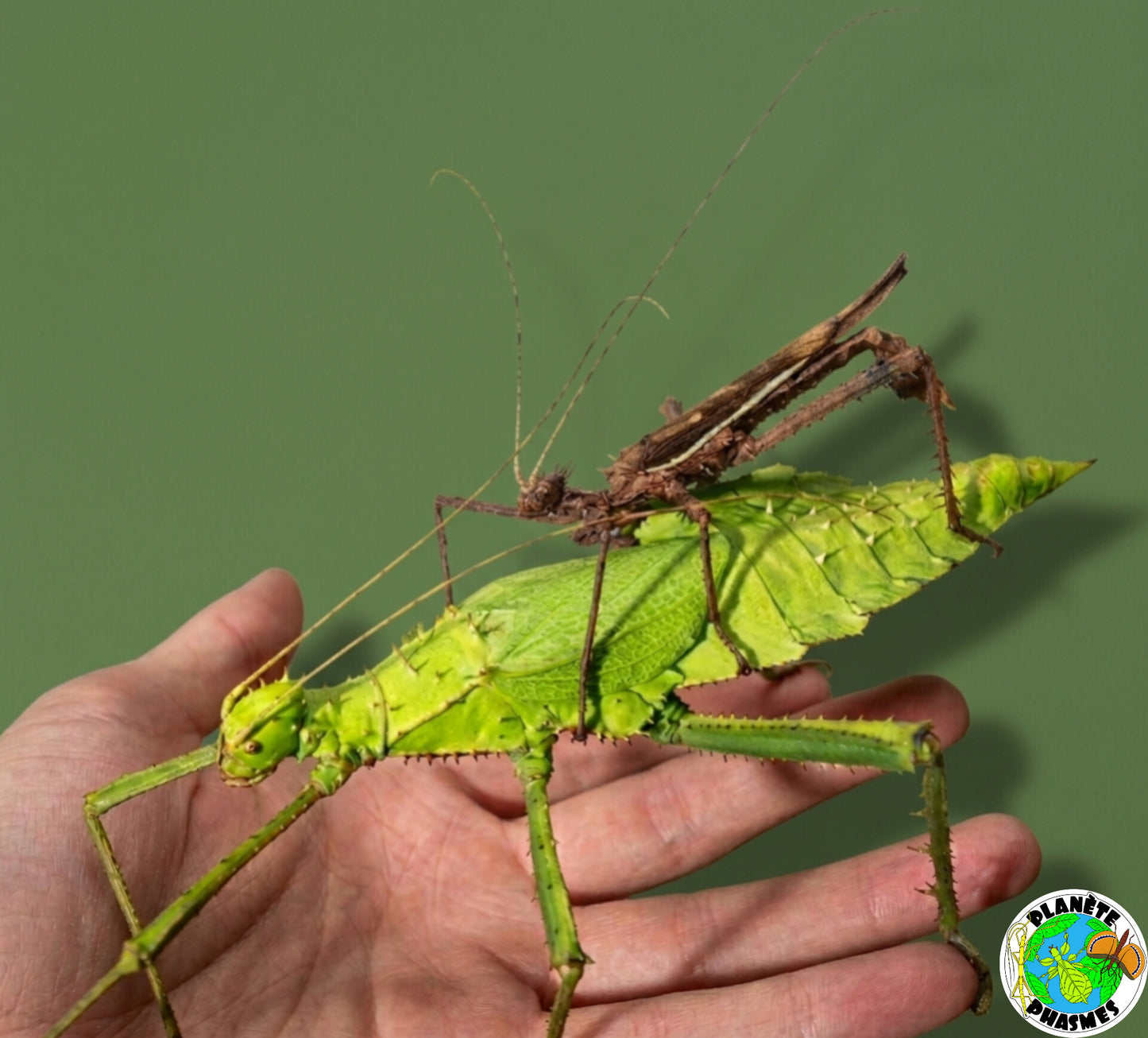Œufs Heteropteryx dilatata (x15)