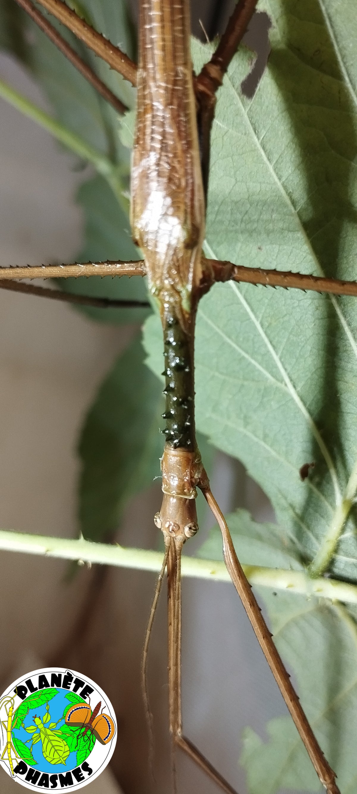 Œufs Acrophylla wuelfingi (x30)