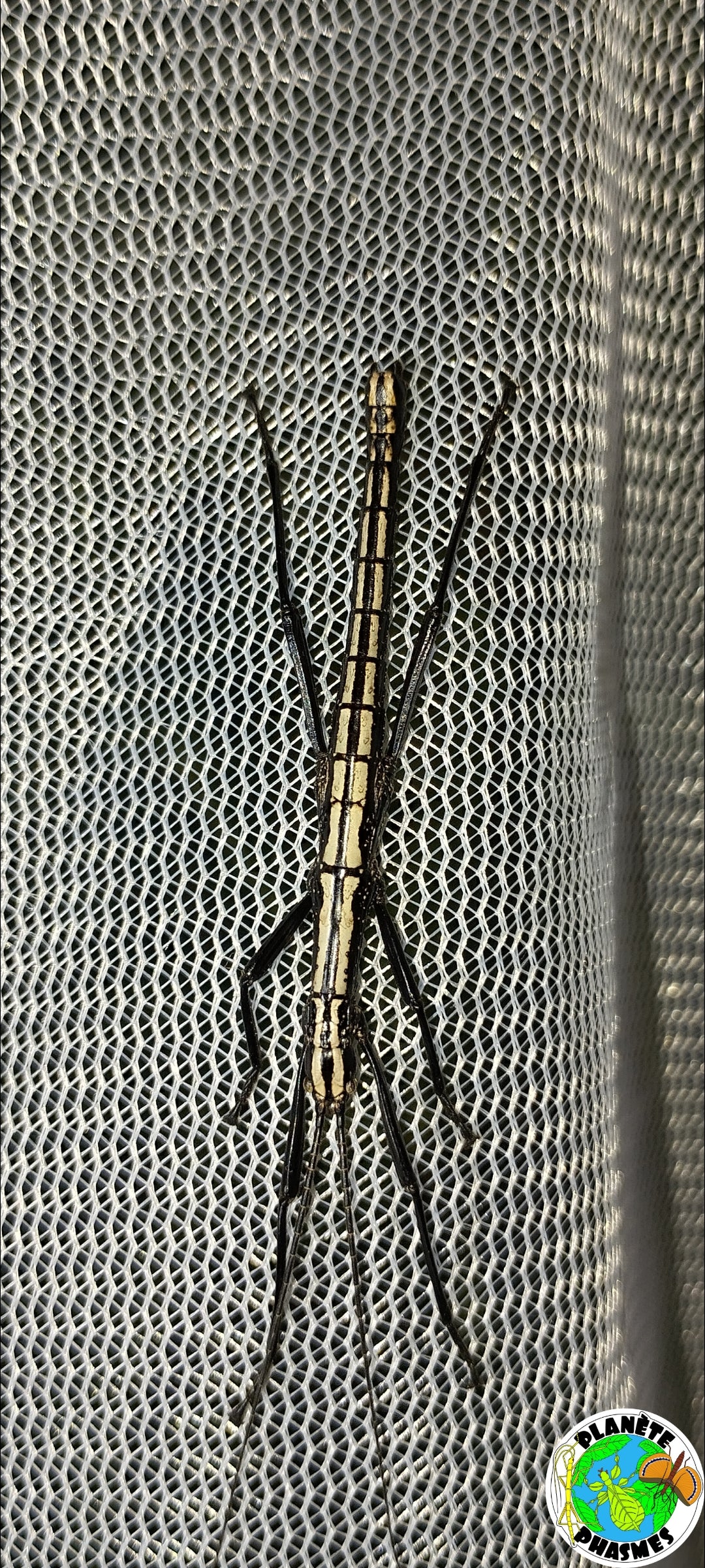 Œufs Anisomorpha buprestoides "Ocala"(x30)