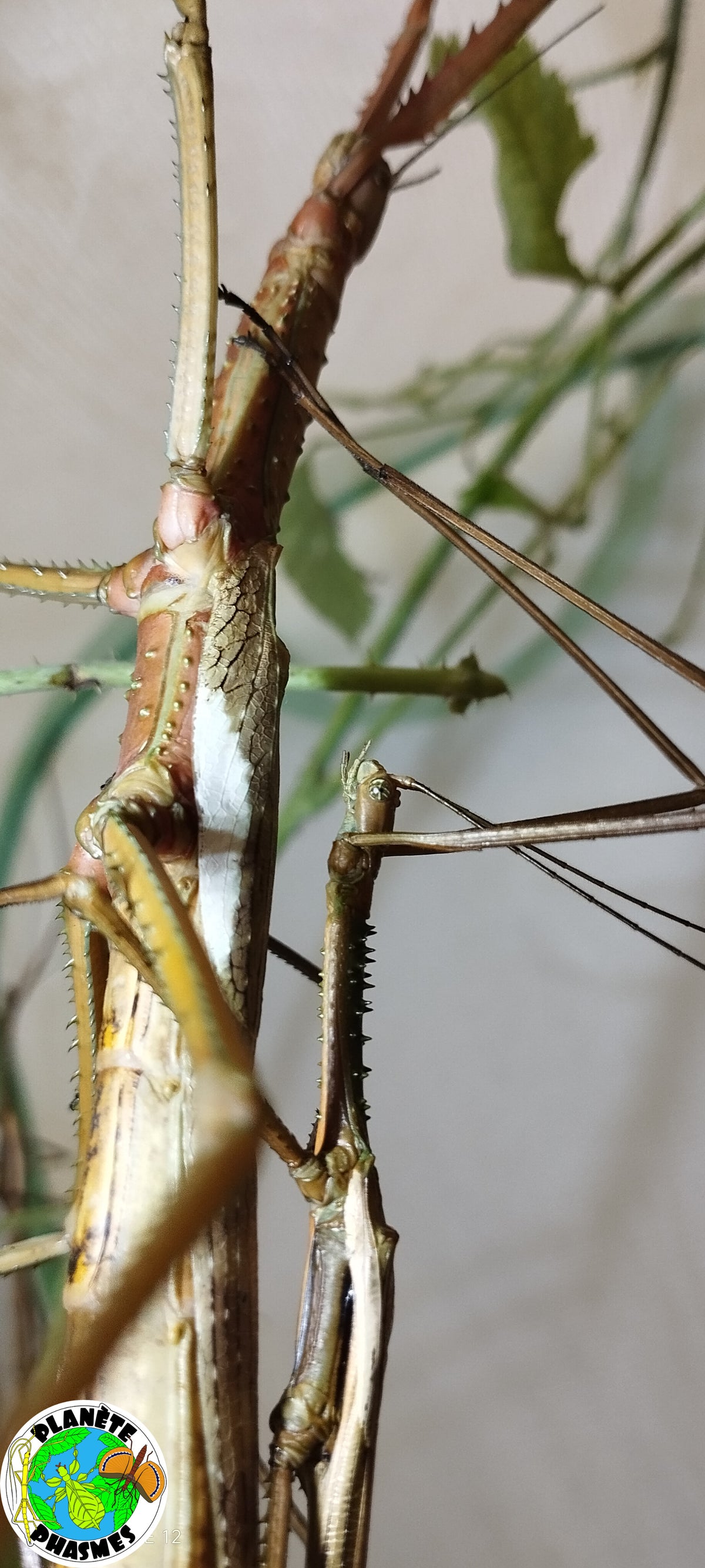 Œufs Acrophylla wuelfingi (x30)