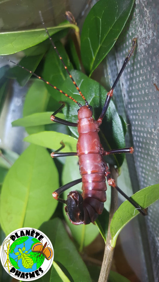 Œufs Autolyca herculeana (x30)