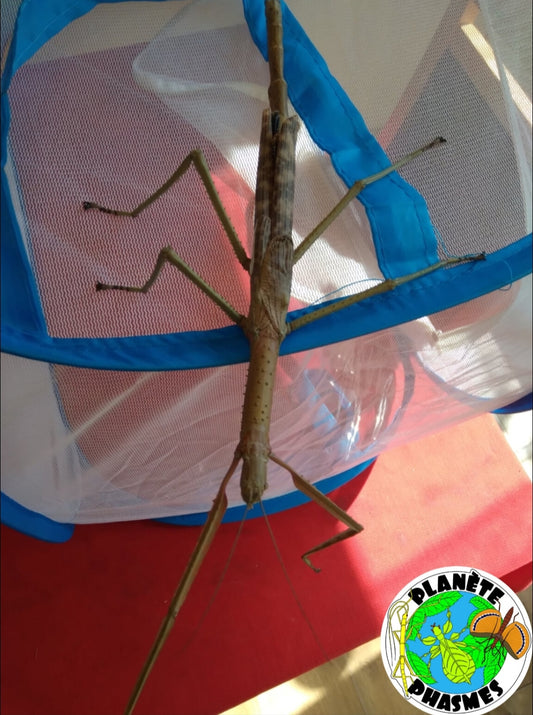 Œufs Acrophylla wuelfingi (x30)