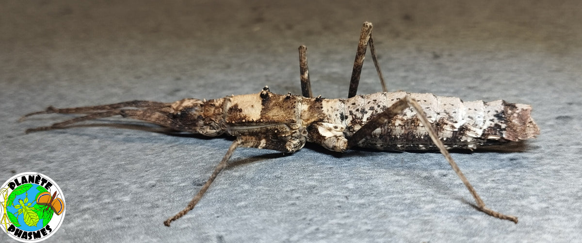Œufs Neohirasea sp "Cat Ba" (x30)