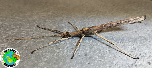 Œufs Creoxylus spinosus (x30)