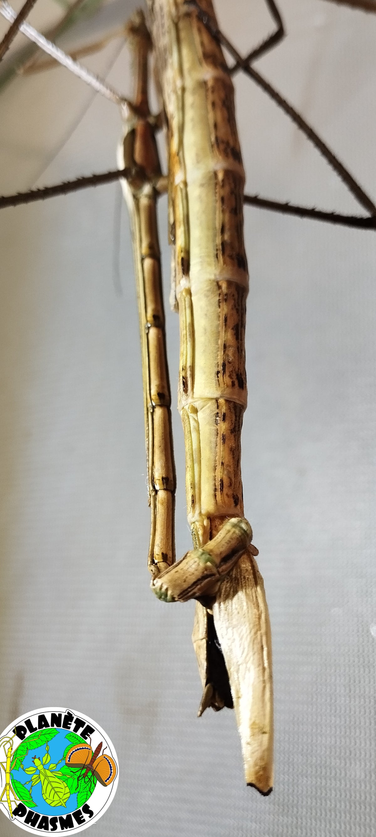 Œufs Acrophylla wuelfingi (x30)