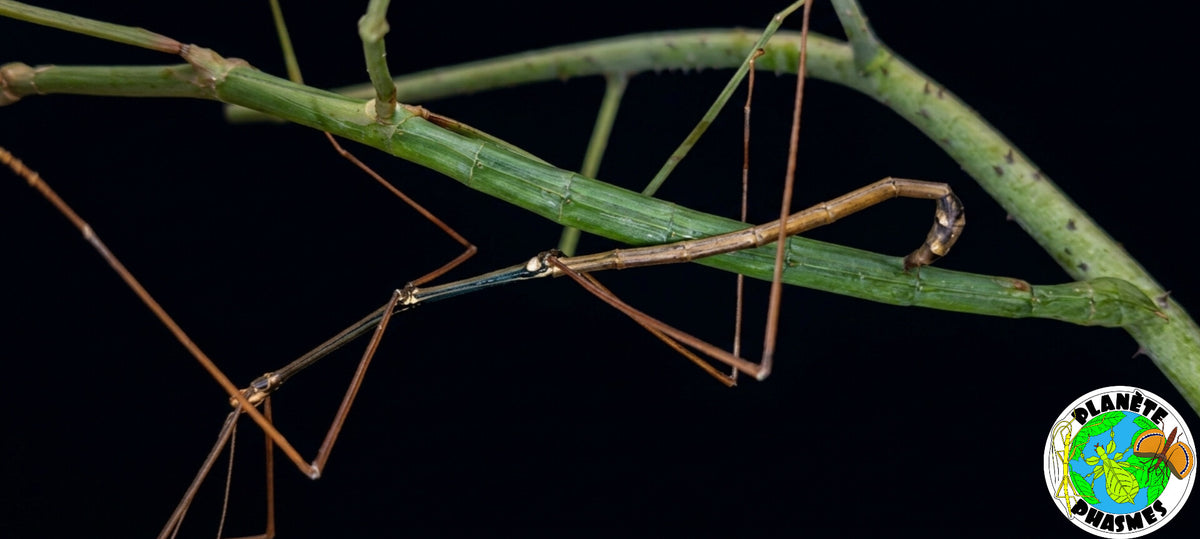 Œufs Ramulus sp "Bokor" (x30)