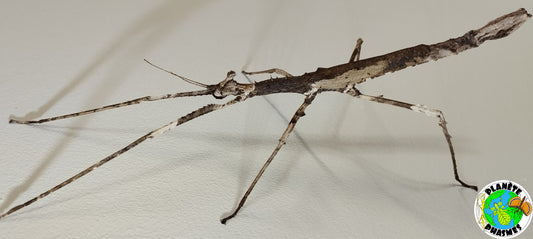 Œufs Onchestus rentzi (x30)