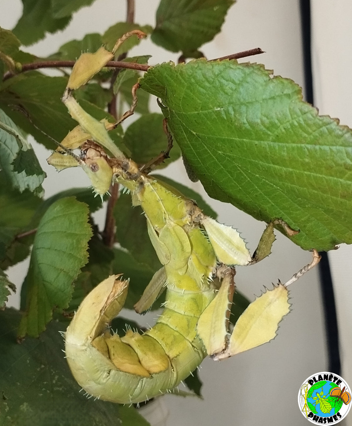 Œufs Extatosoma tiaratum (x30)