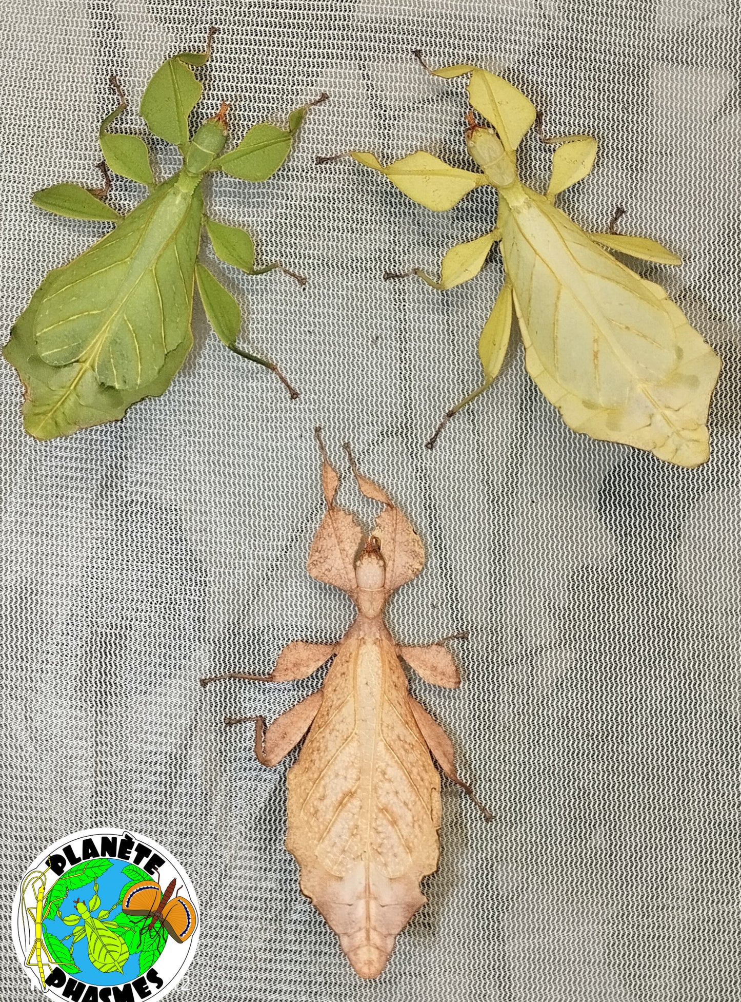 Œufs Phyllium ericoriai (x30)