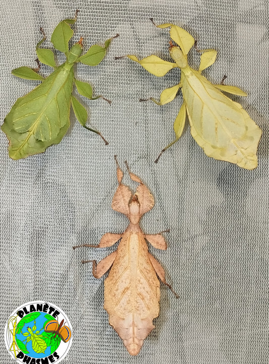 Œufs Phyllium ericoriai (x30)